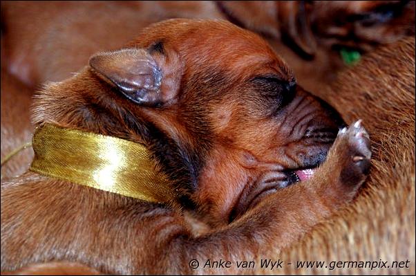 I-litter - 5 days old