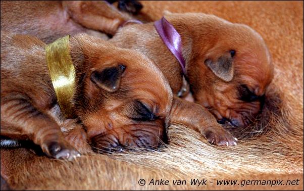 I-litter - 5 days old