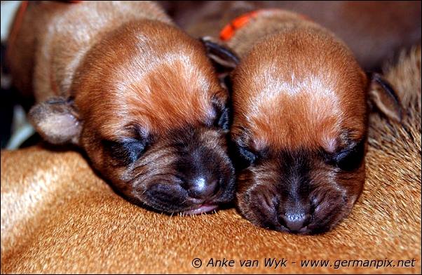 I-litter - 5 days old