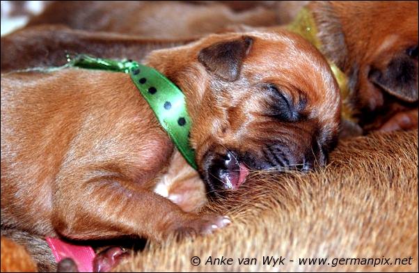 I-litter - 5 days old