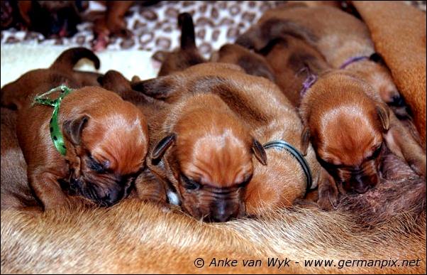 I-litter - 5 days old