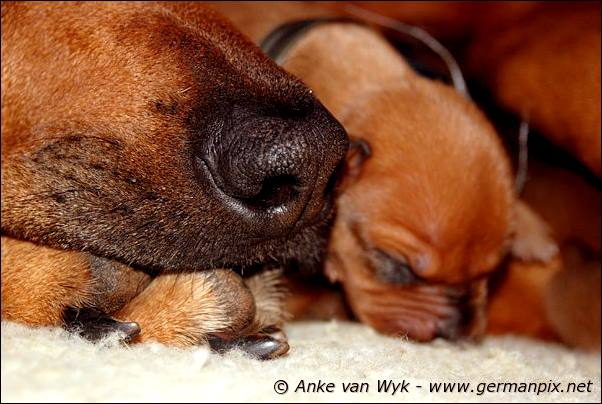 I-litter - 5 days old