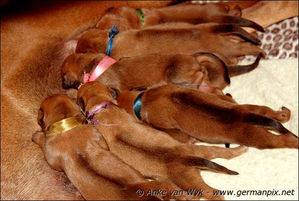 I-litter - 5 days old