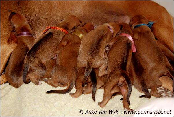 I-litter - 5 days old