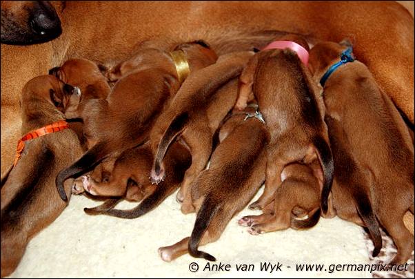 I-litter - 5 days old