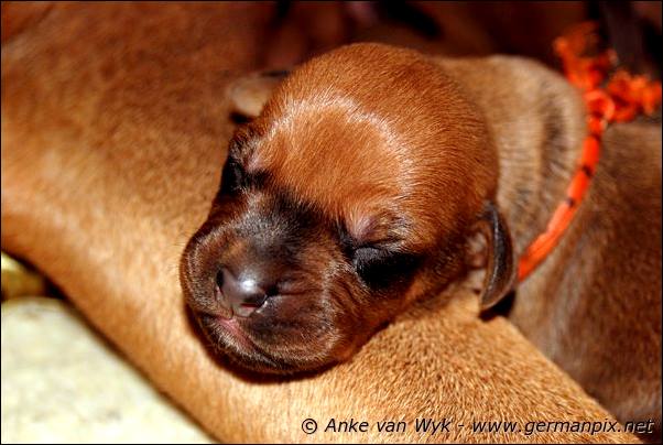 I-litter - 5 days old