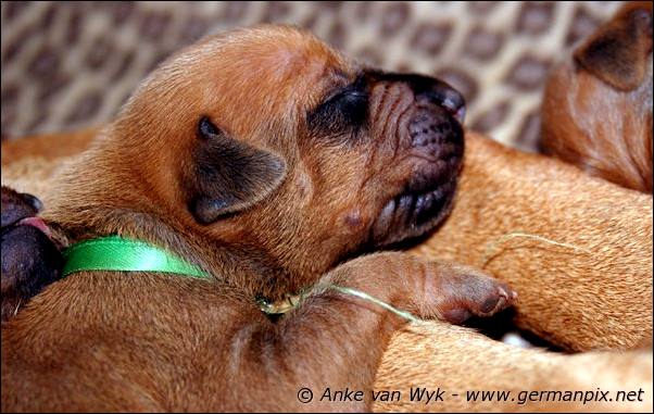 I-litter - 5 days old