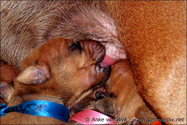 I-litter - 5 days old