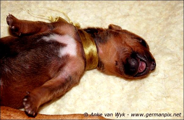 I-litter - 5 days old