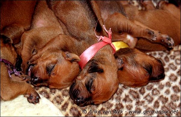 I-litter - 7 days old