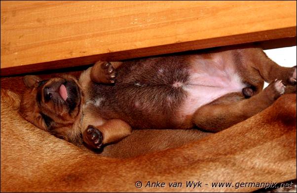 I-litter - 7 days old