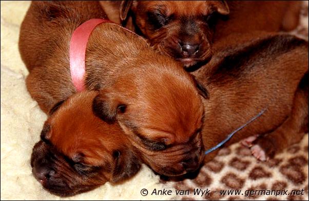 I-litter - 7 days old