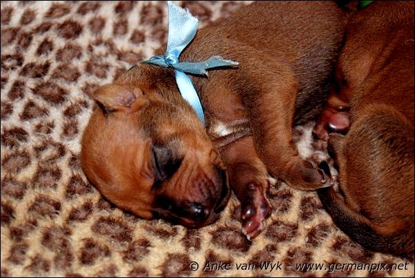 I-litter - 7 days old