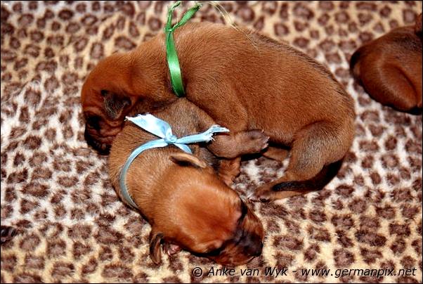 I-litter - 7 days old