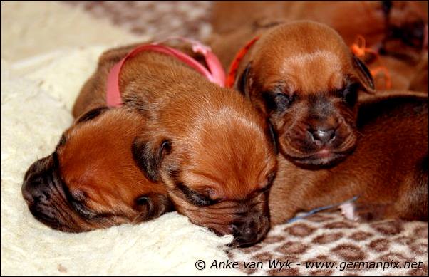 I-litter - 7 days old