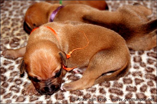 I-litter - 7 days old