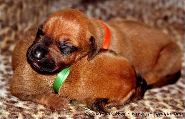 I-litter - 7 days old