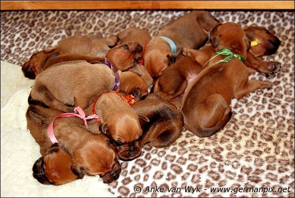 I-litter - 7 days old