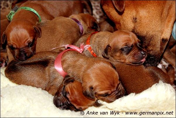 I-litter - 7 days old