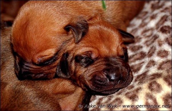 I-litter - 7 days old