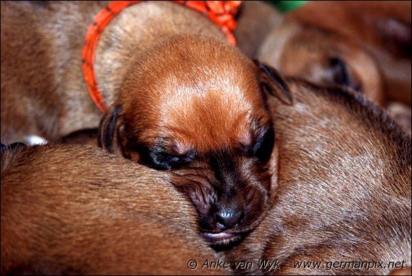 I-litter - 7 days old