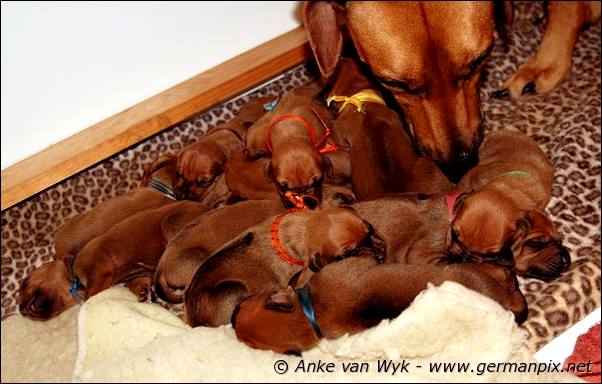 I-litter - 7 days old