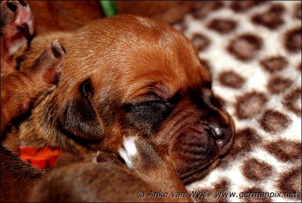 I-litter - 7 days old