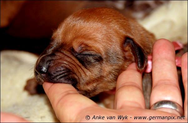 I-litter - 7 days old