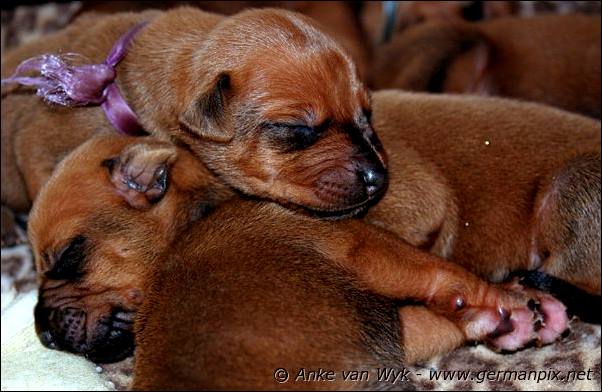 I-litter - 7 days old