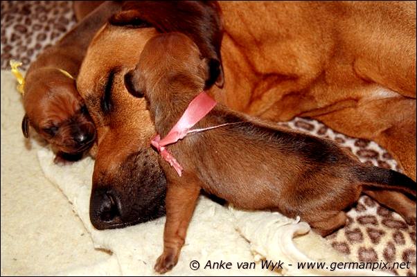 I-litter - 7 days old