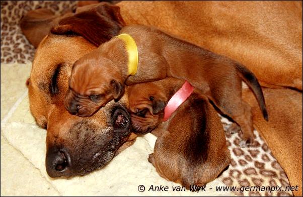 I-litter - 7 days old