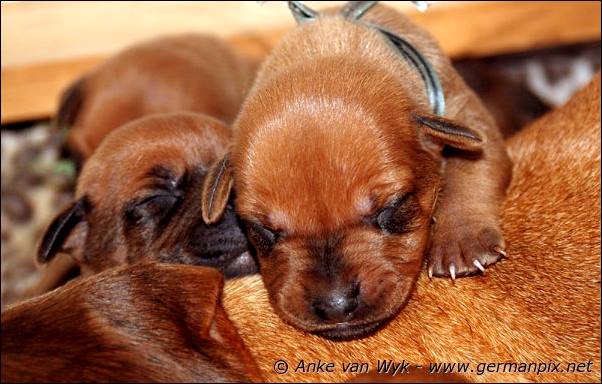 I-litter - 7 days old