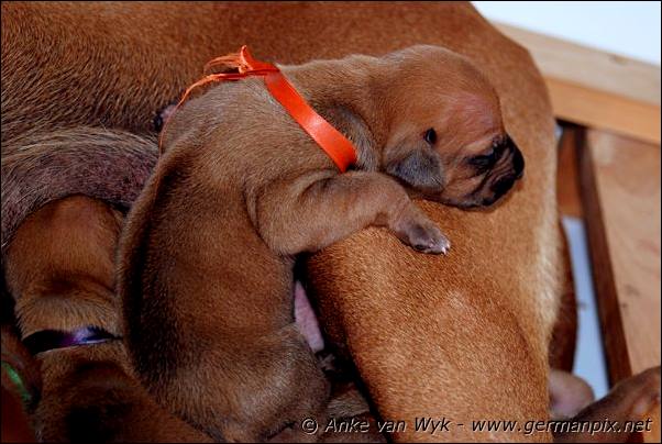 I-litter - 7 days old