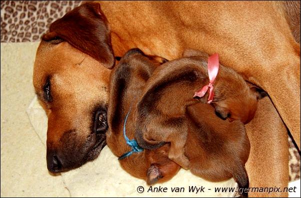 I-litter - 7 days old