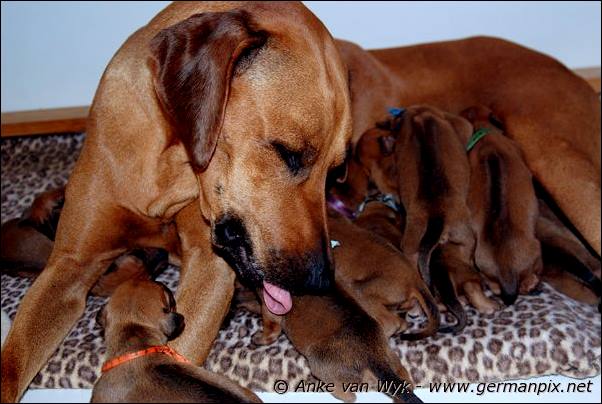 I-litter - 7 days old