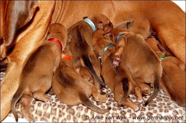 I-litter - 7 days old