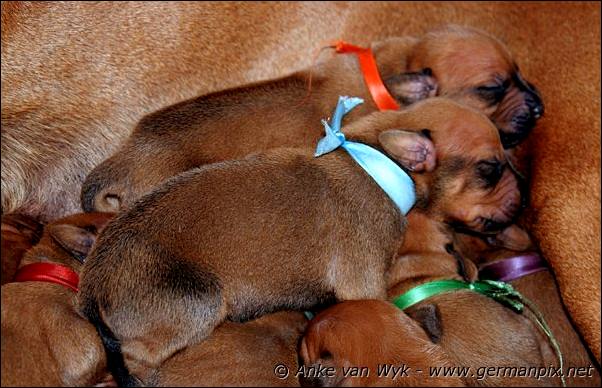 I-litter - 7 days old