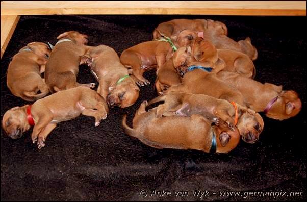 I-litter - 9 days old