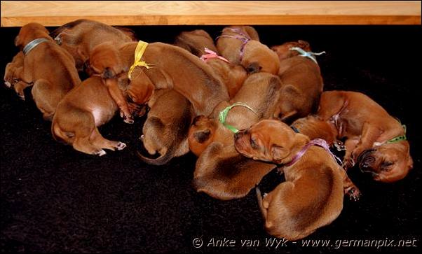 I-litter - 9 days old