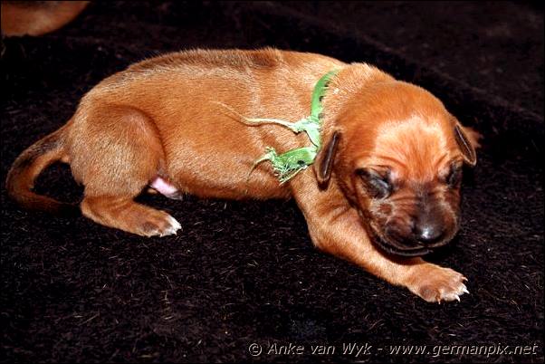 I-litter - 9 days old