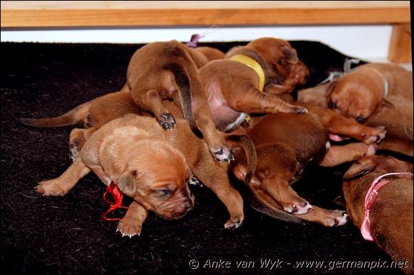 I-litter - 9 days old