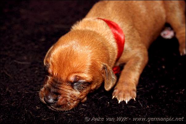 I-litter - 9 days old