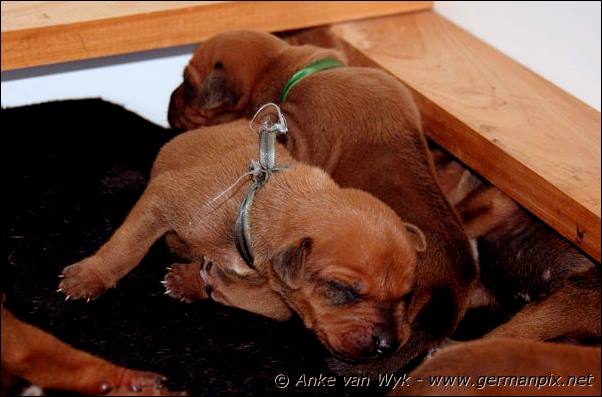 I-litter - 9 days old