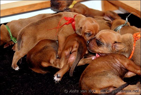 I-litter - 9 days old