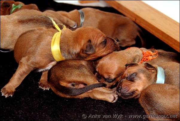 I-litter - 9 days old