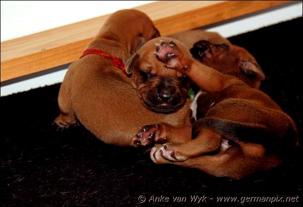 I-litter - 9 days old