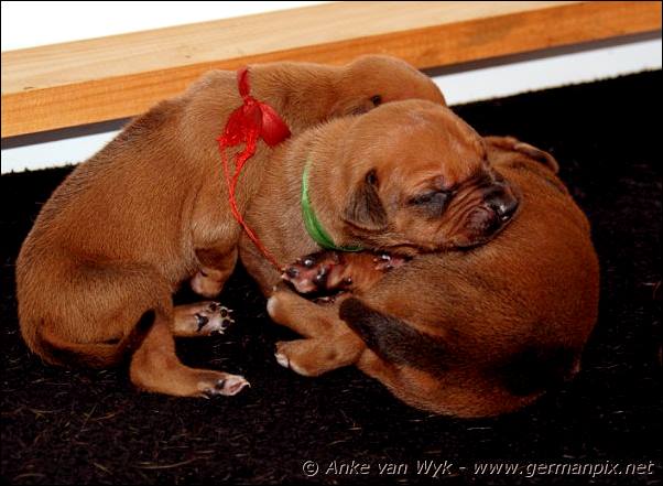 I-litter - 9 days old