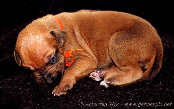 I-litter - 9 days old