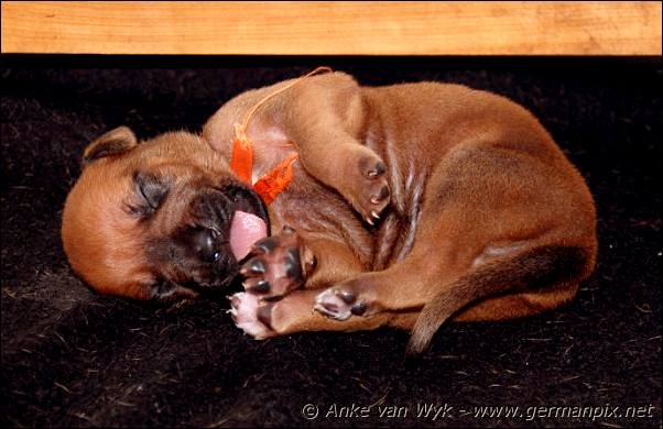 I-litter - 9 days old