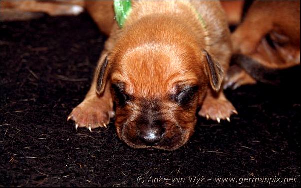 I-litter - 9 days old